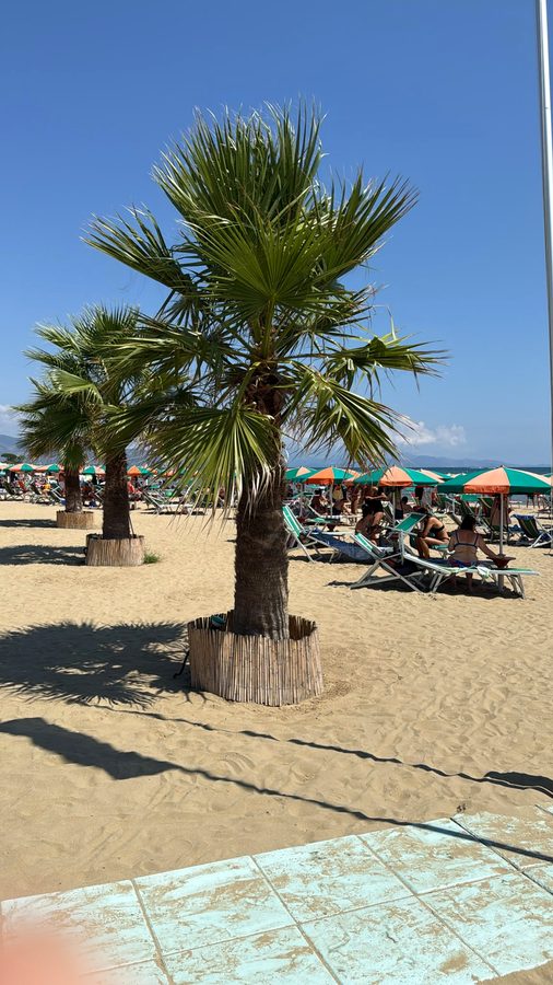 Le palme piantate in mezzo alla spiaggia
